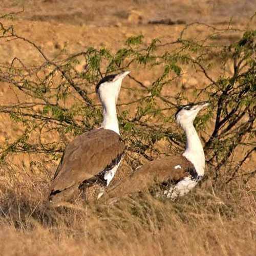 Desert National park Jaisalmer